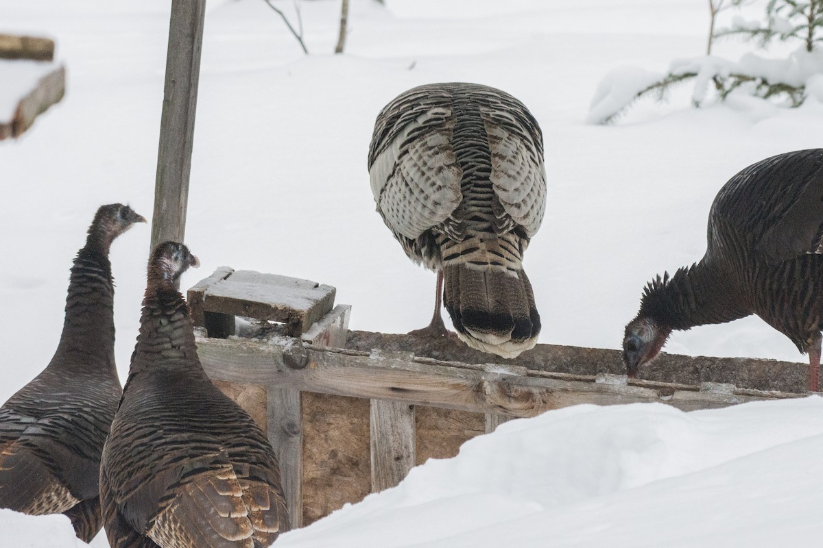 シチメンチョウ - ML646361578