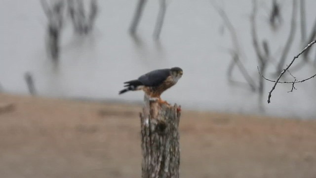 Підсоколик малий - ML646361581