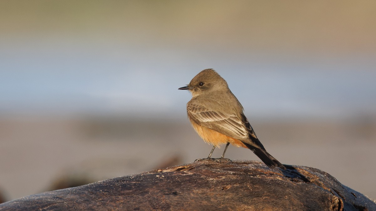 Say's Phoebe - ML646361583