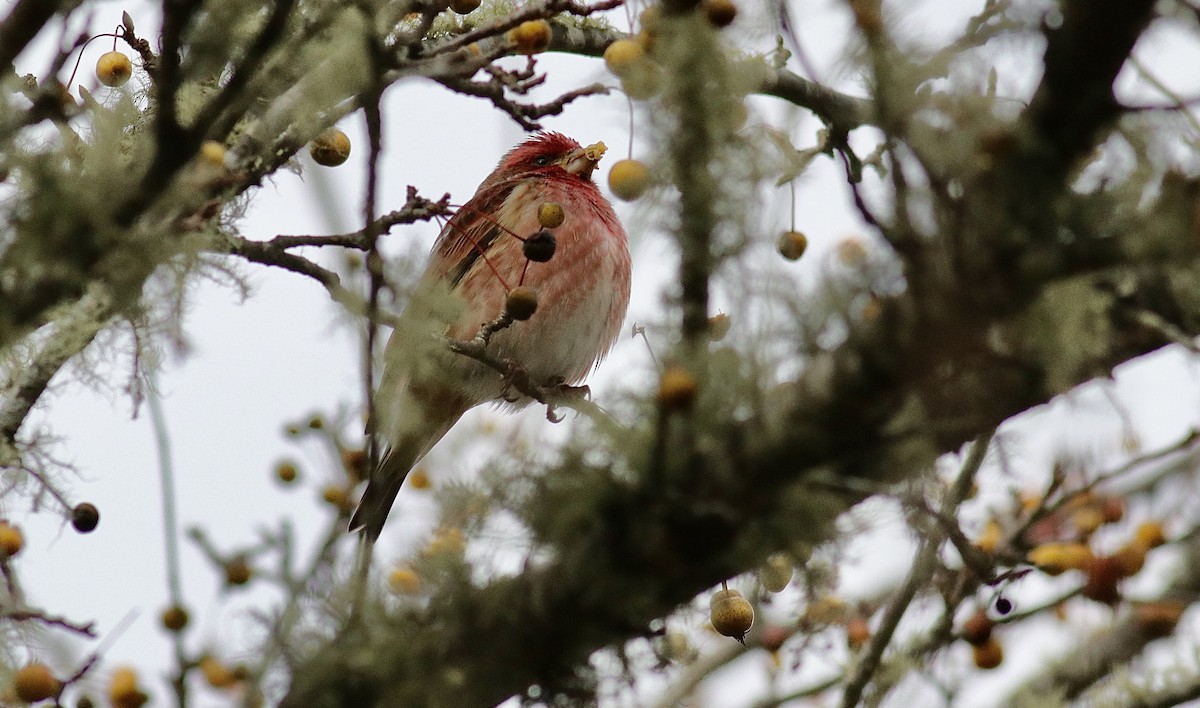Purple Finch - ML646361586