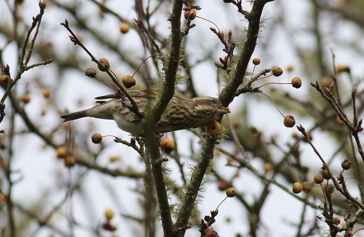 Purple Finch - ML646361588