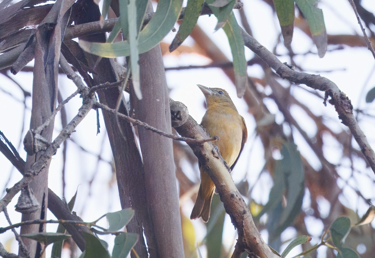Summer Tanager - ML646361590