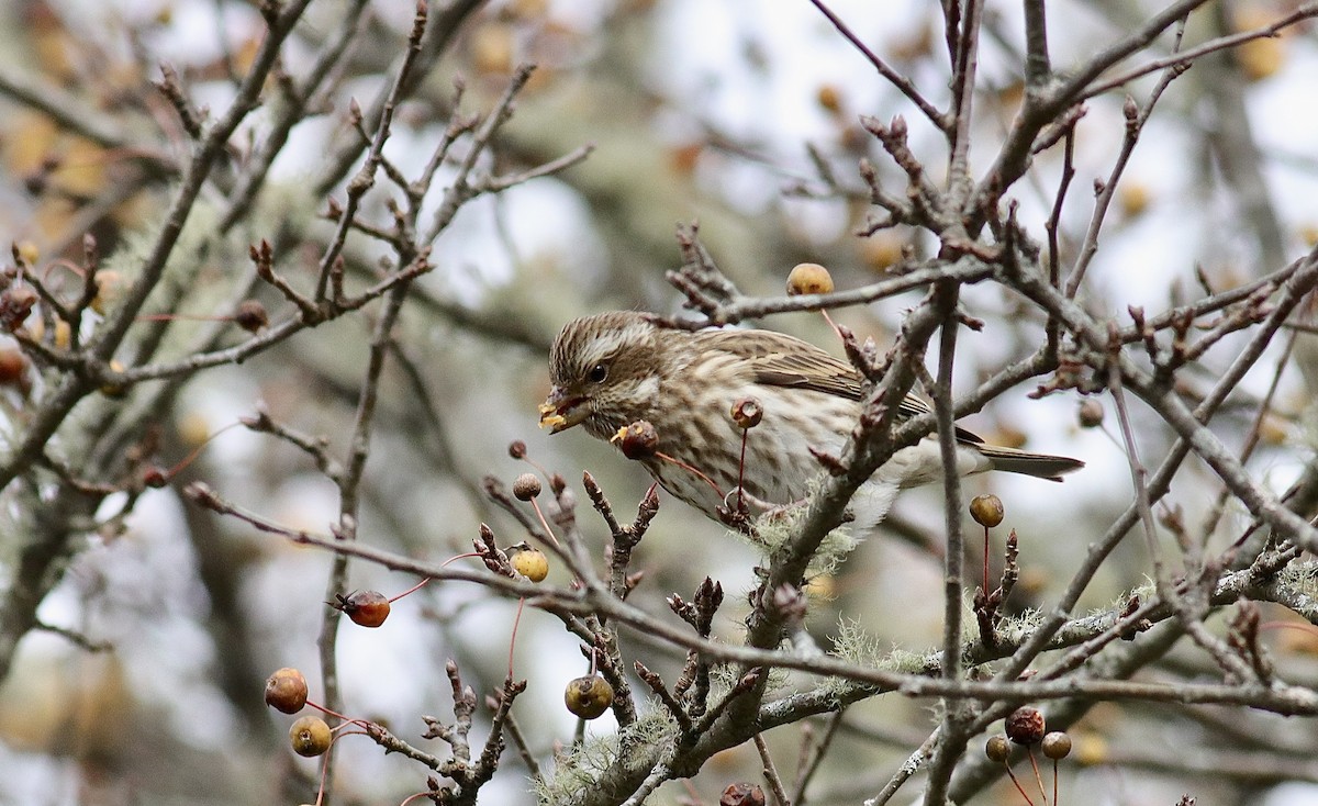Purple Finch - ML646361592