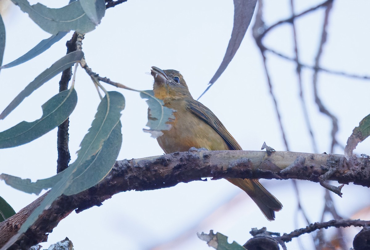 Summer Tanager - ML646361594
