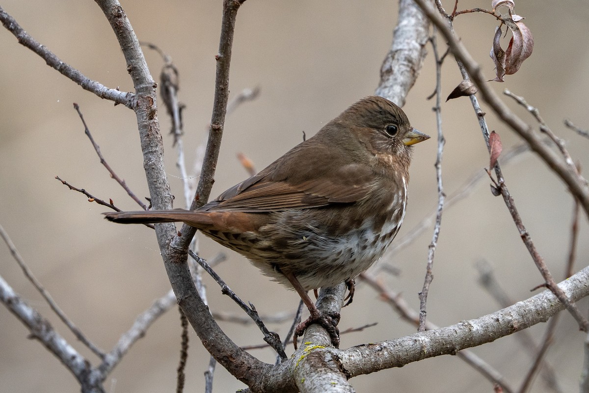 Fox Sparrow (Sooty) - ML646361599