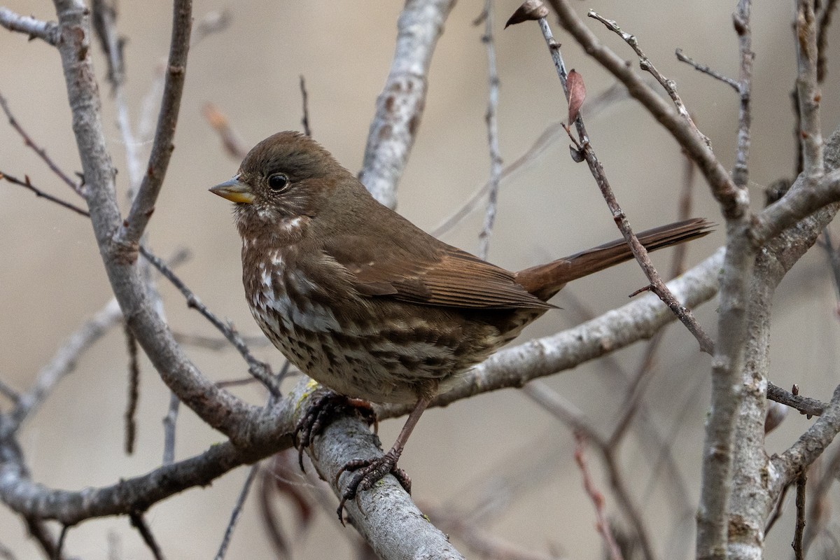 Fox Sparrow (Sooty) - ML646361600