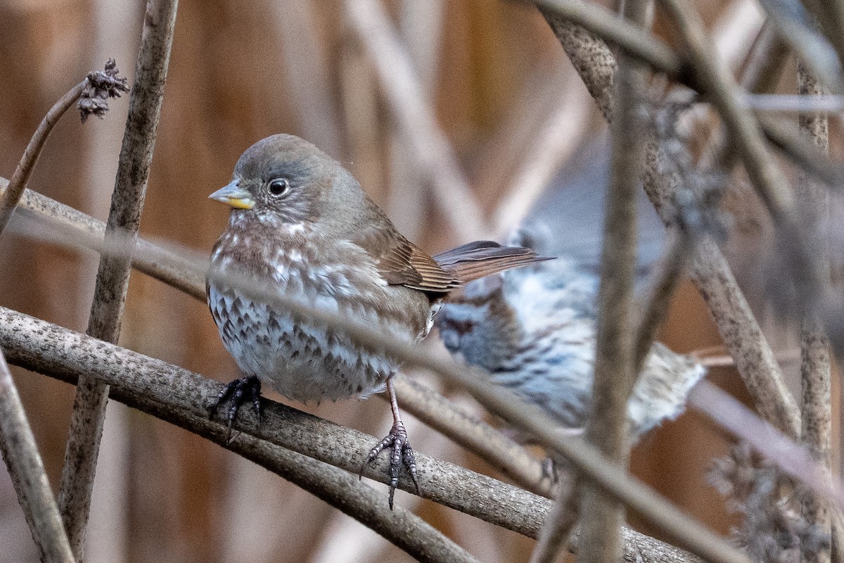 Fox Sparrow (Sooty) - ML646361601