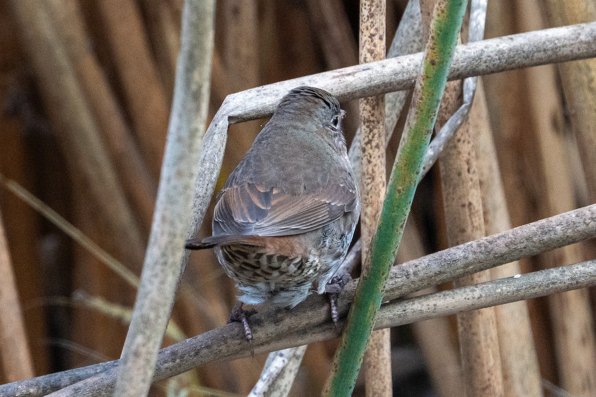 Fox Sparrow (Sooty) - ML646361602