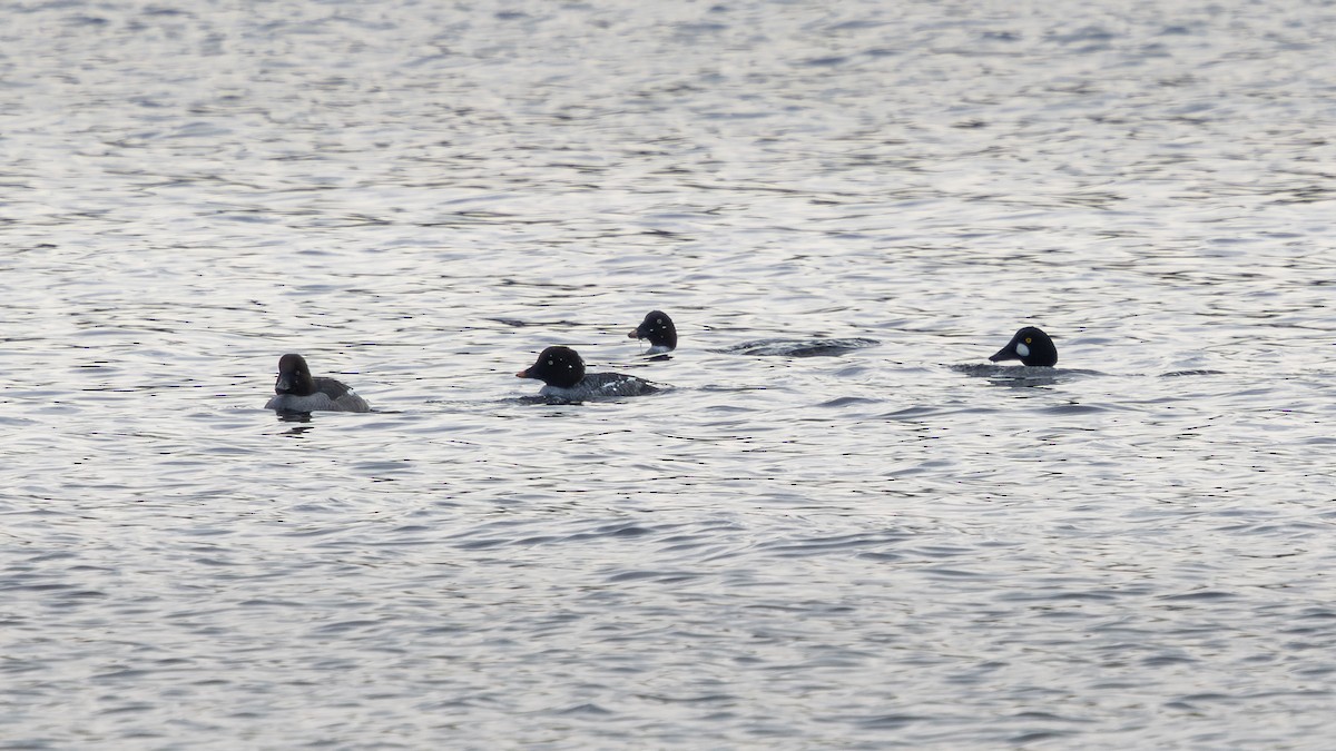 鵲鴨 - ML646361603