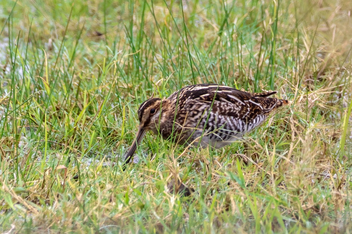 Wilson's Snipe - ML646361604