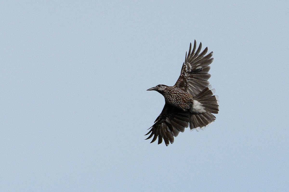 Northern Nutcracker - ML646361605