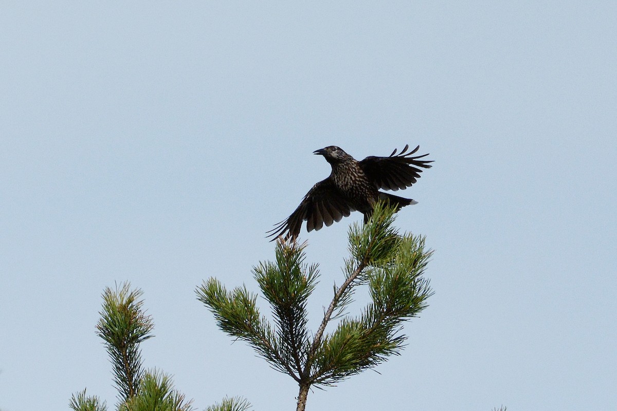 Northern Nutcracker - ML646361606