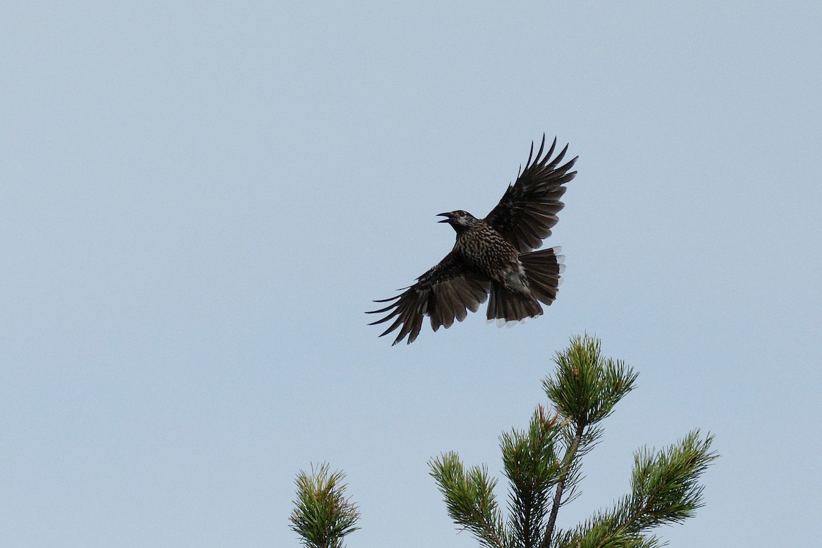 Northern Nutcracker - ML646361607