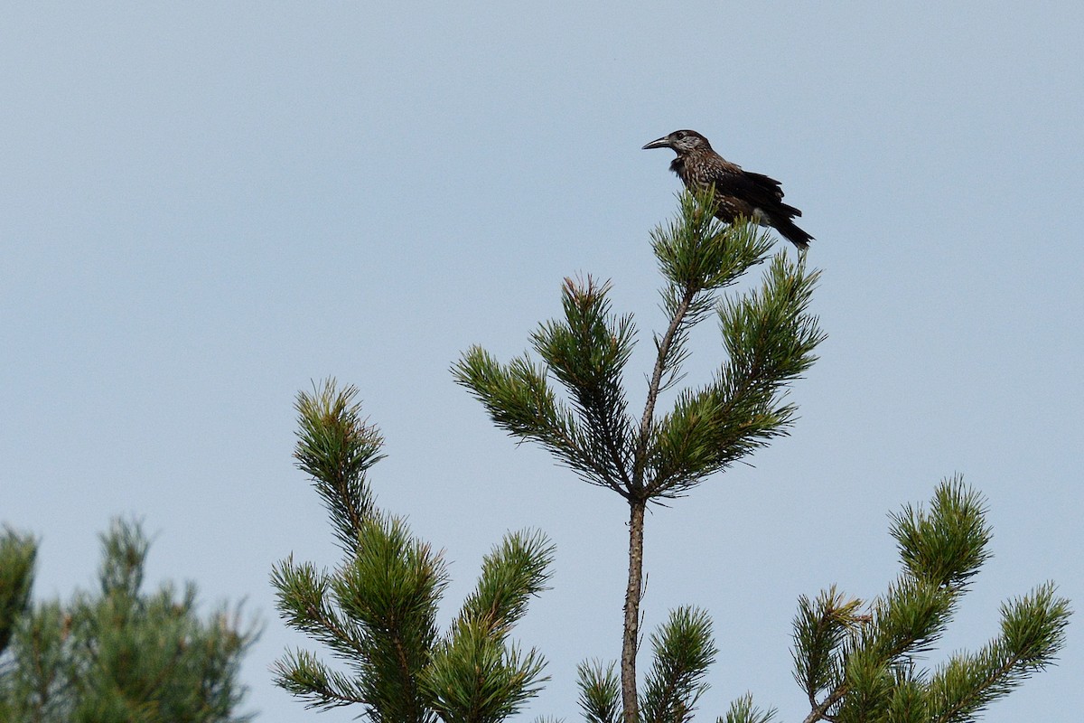 Northern Nutcracker - ML646361608