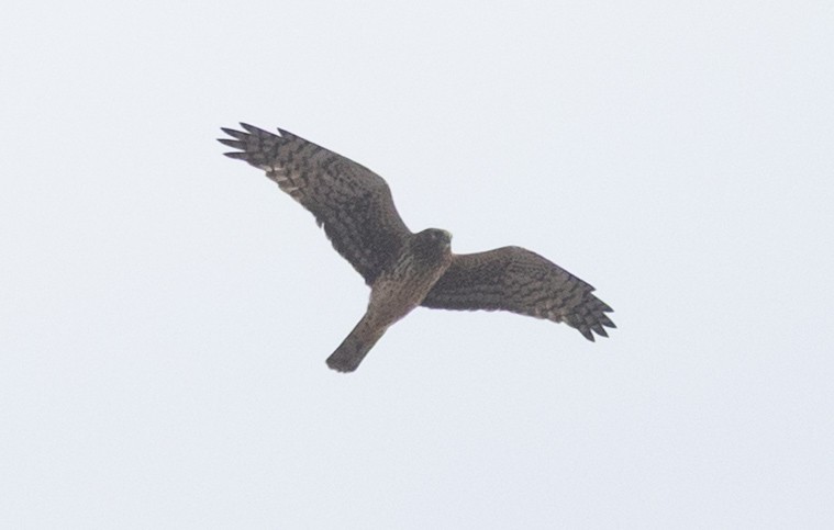 Northern Harrier - ML646361609