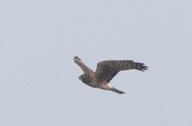 Northern Harrier - ML646361610