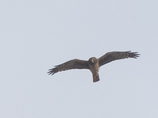 Northern Harrier - ML646361611