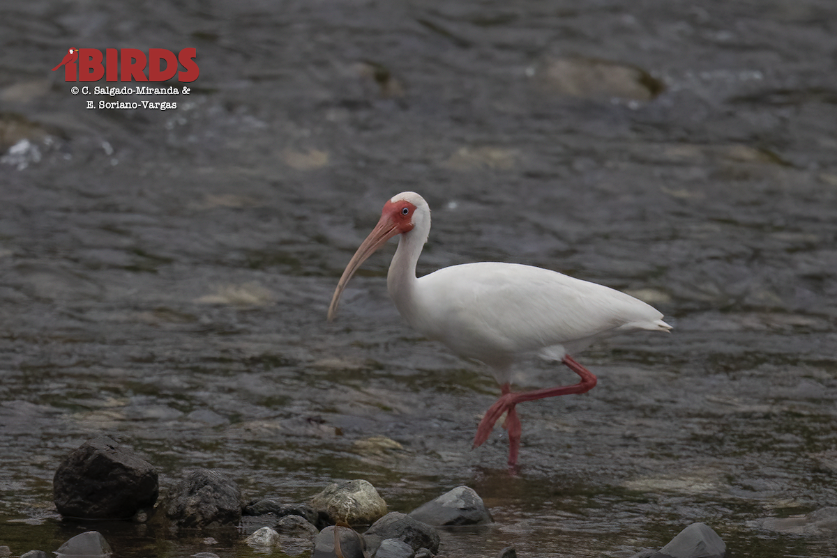 White Ibis - ML646361612
