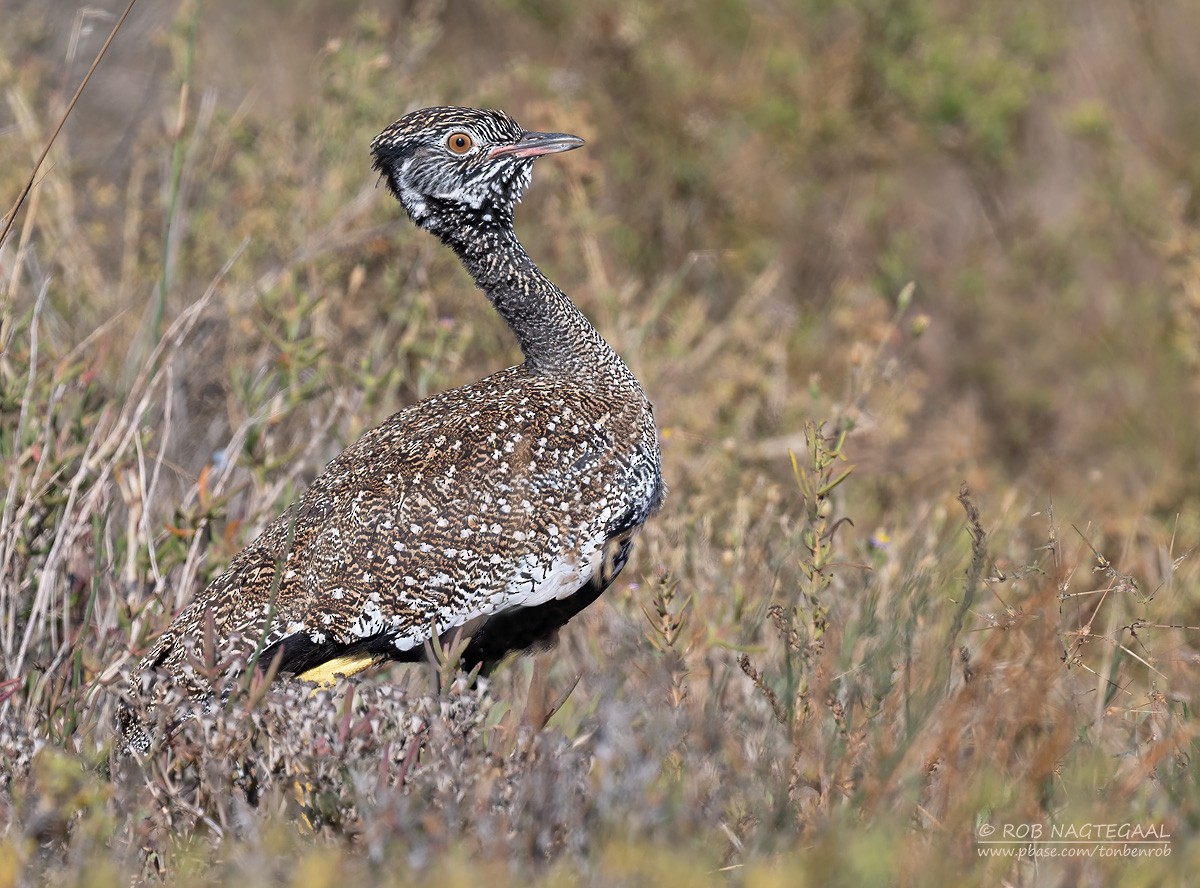 Black Bustard - ML646361617