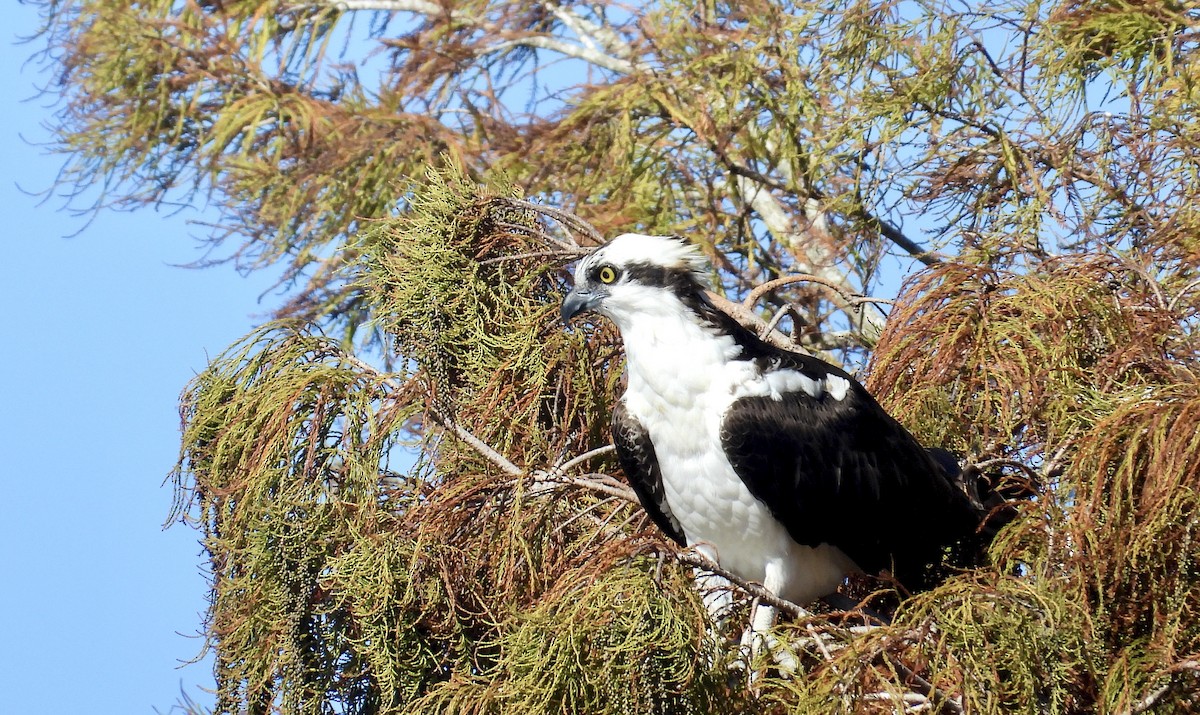 Osprey - ML646361624