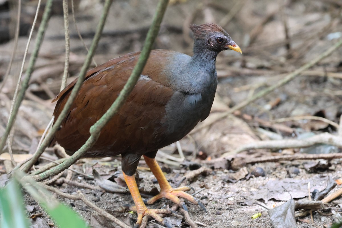 オーストラリアツカツクリ - ML646361626