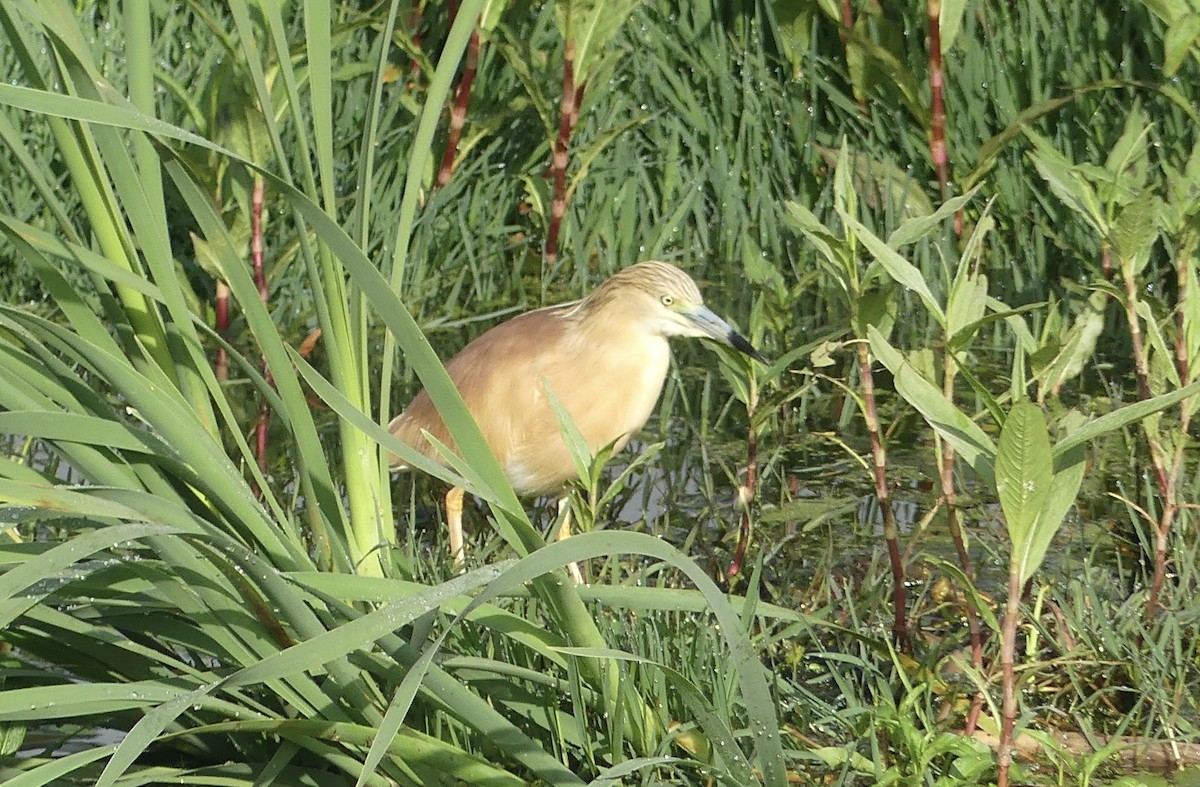 カンムリサギ - ML646361627