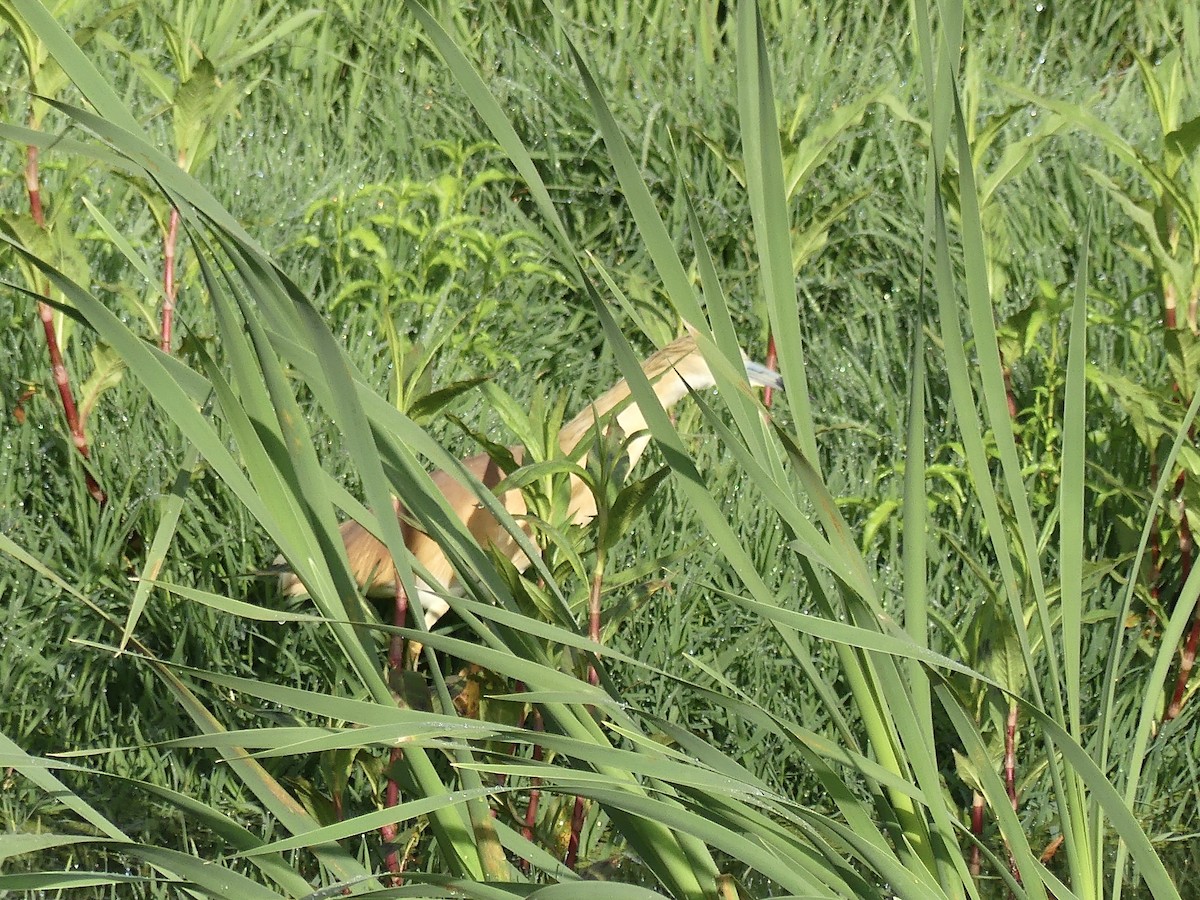 カンムリサギ - ML646361628