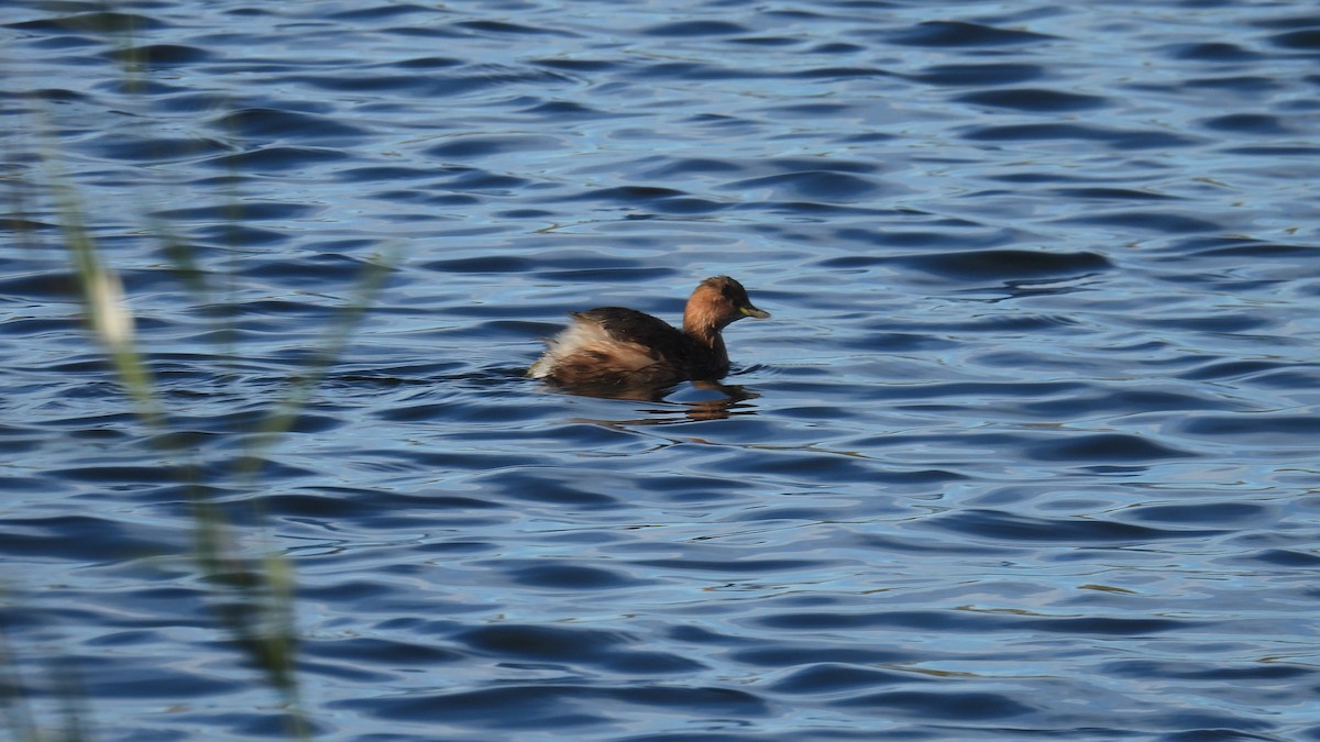 カイツブリ - ML646361629