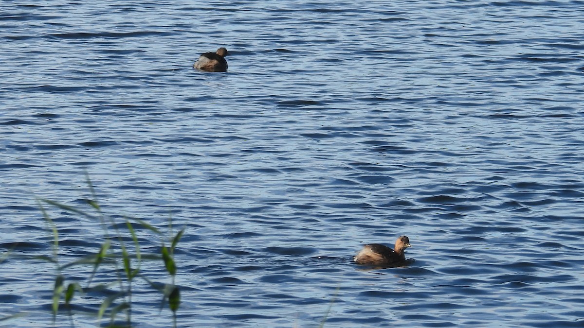 カイツブリ - ML646361630