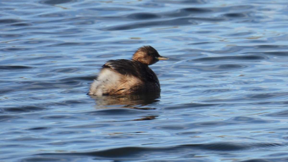 カイツブリ - ML646361631