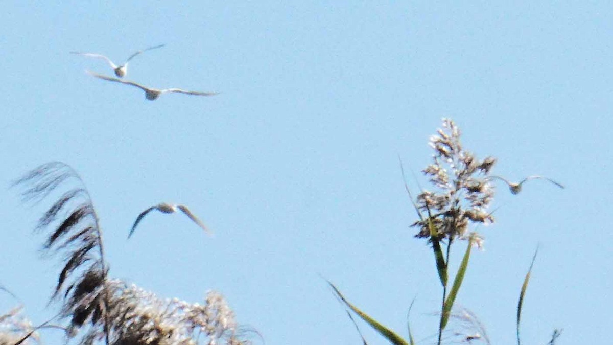 ニシアマサギ - ML646361632