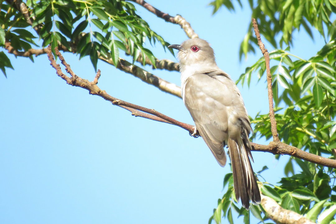 ハイイロアメリカカッコウ - ML646361634