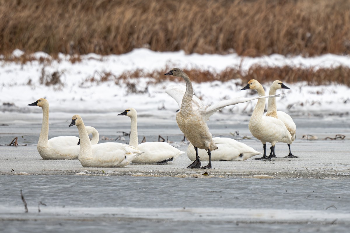 コハクチョウ - ML646361636