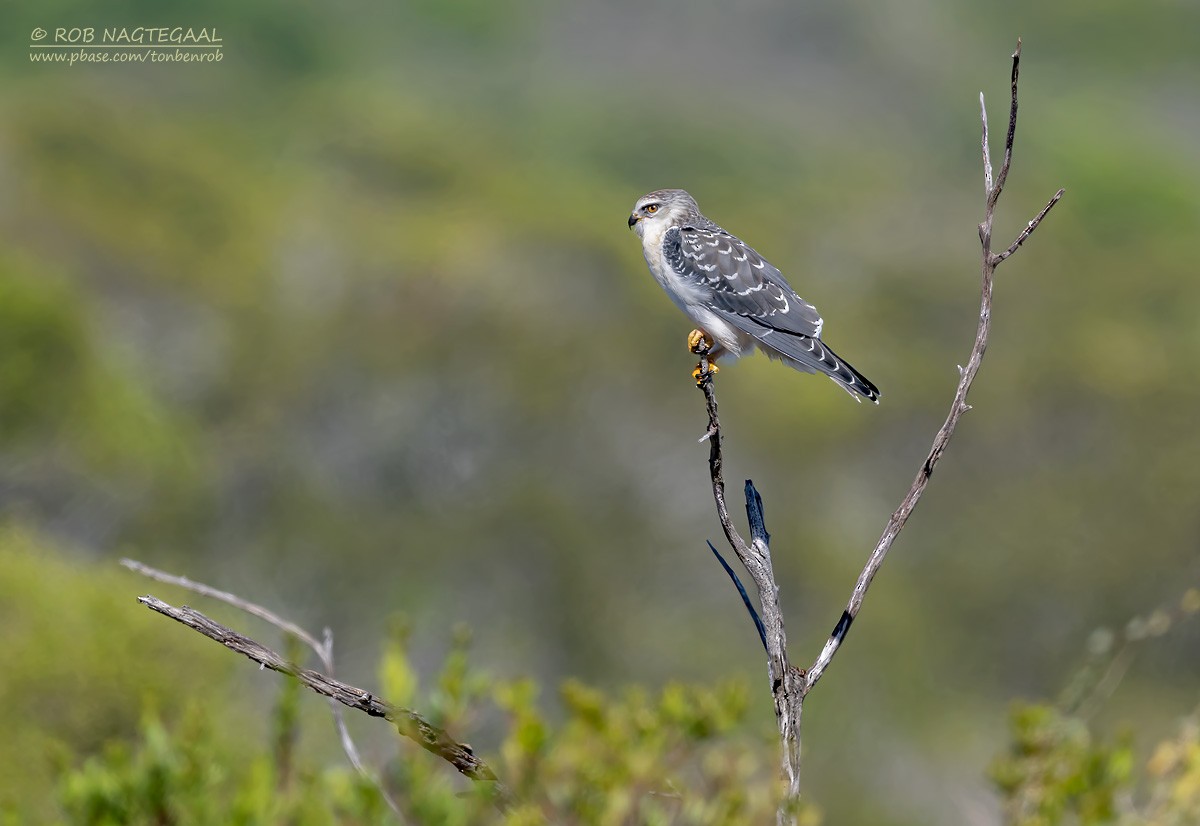 カタグロトビ（caeruleus） - ML646361637