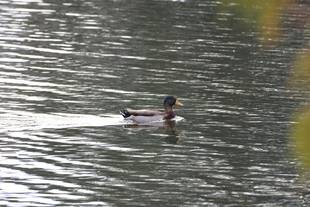 マガモ - ML646361641