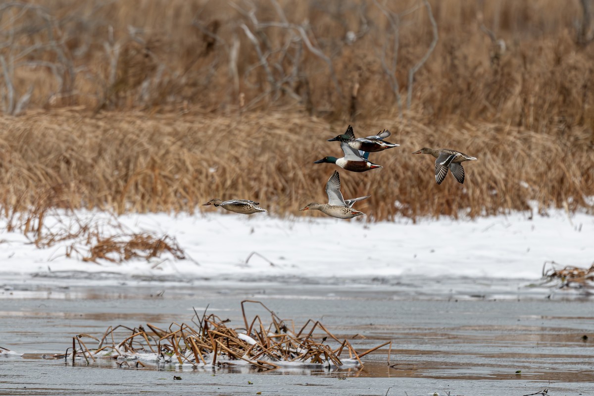 Northern Shoveler - ML646361642