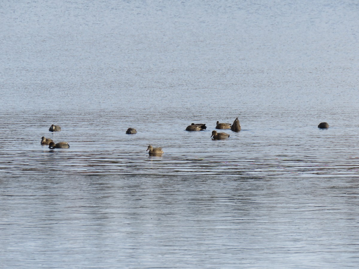 オカヨシガモ - ML646361643