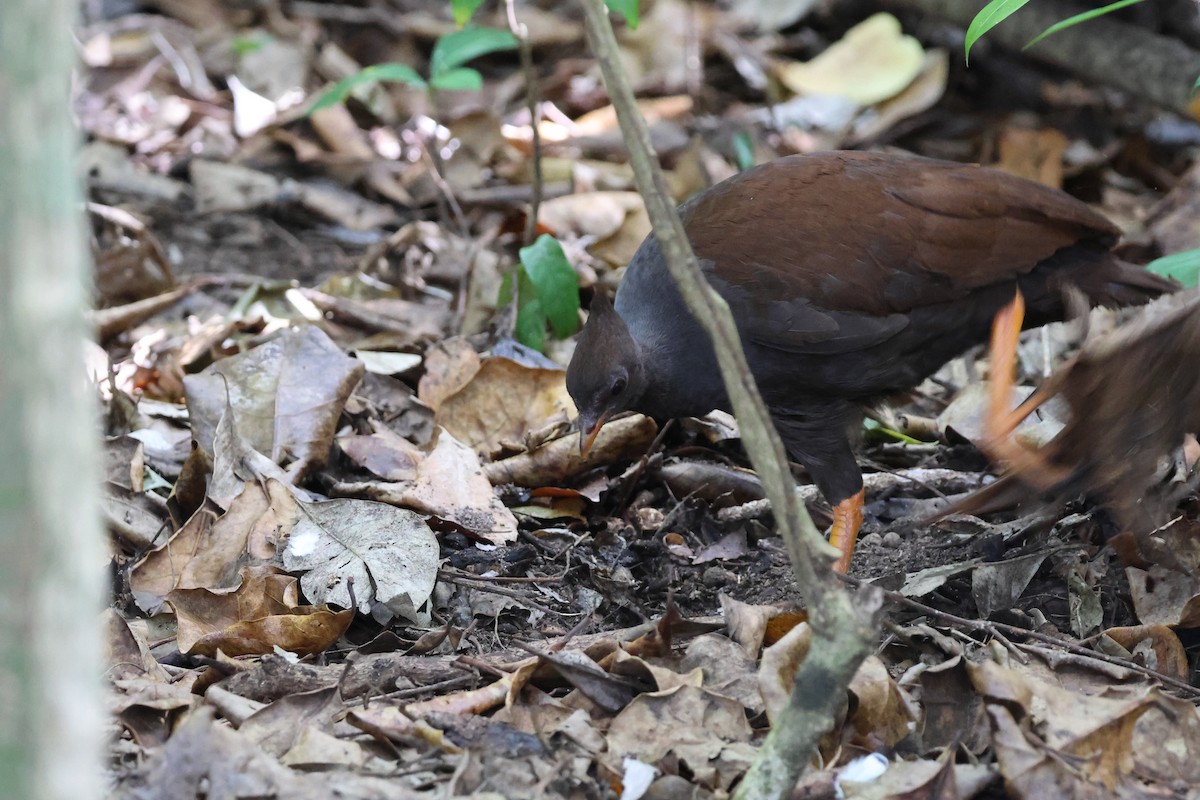 オーストラリアツカツクリ - ML646361645