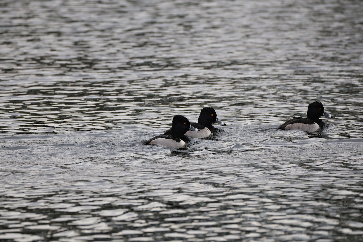 クビワキンクロ - ML646361656