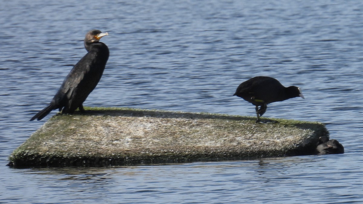 カワウ - ML646361659