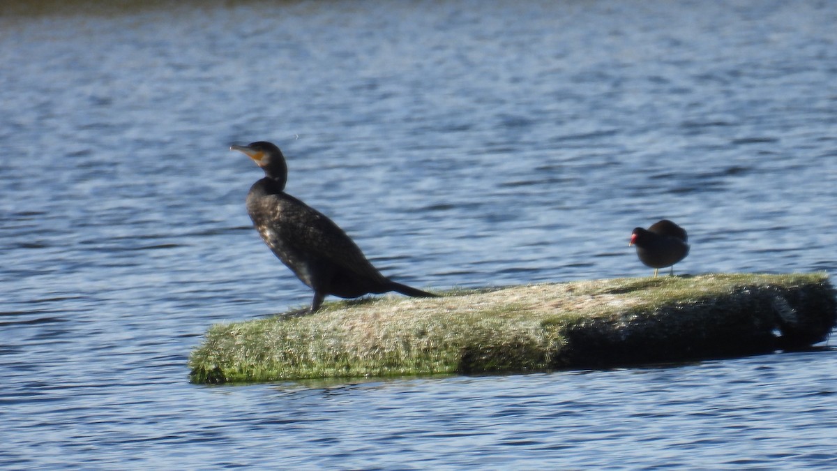 カワウ - ML646361661