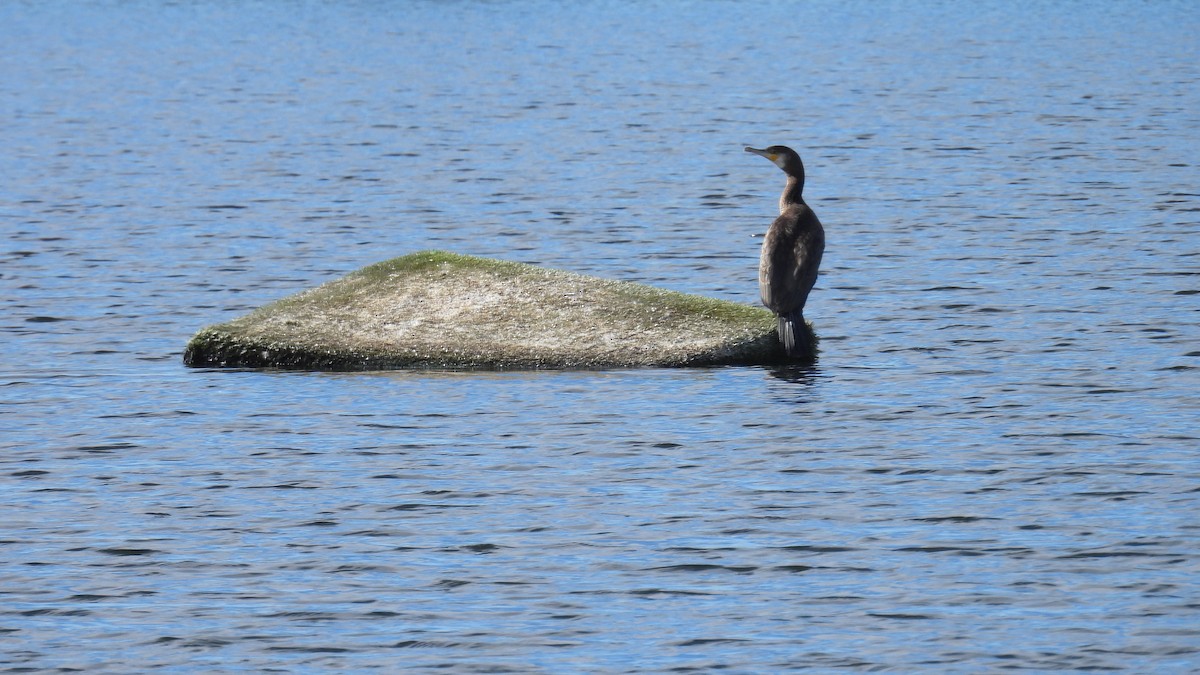 カワウ - ML646361662