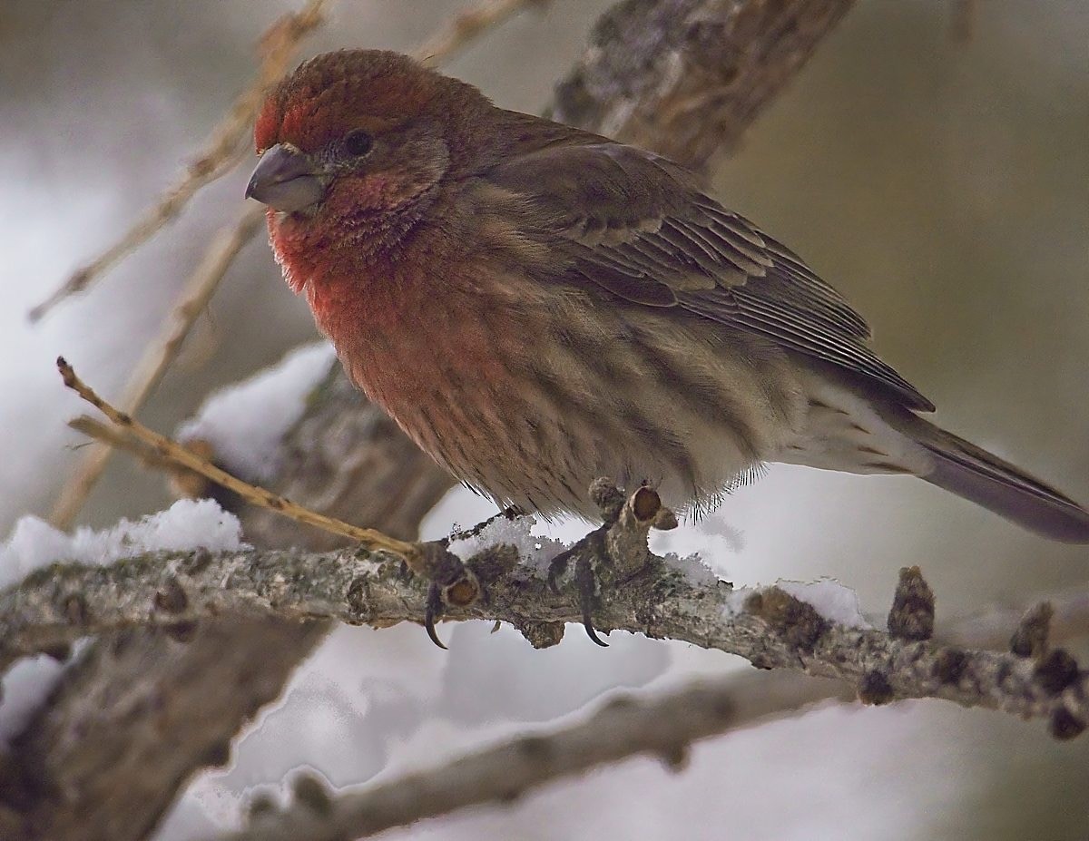 メキシコマシコ - ML646361663