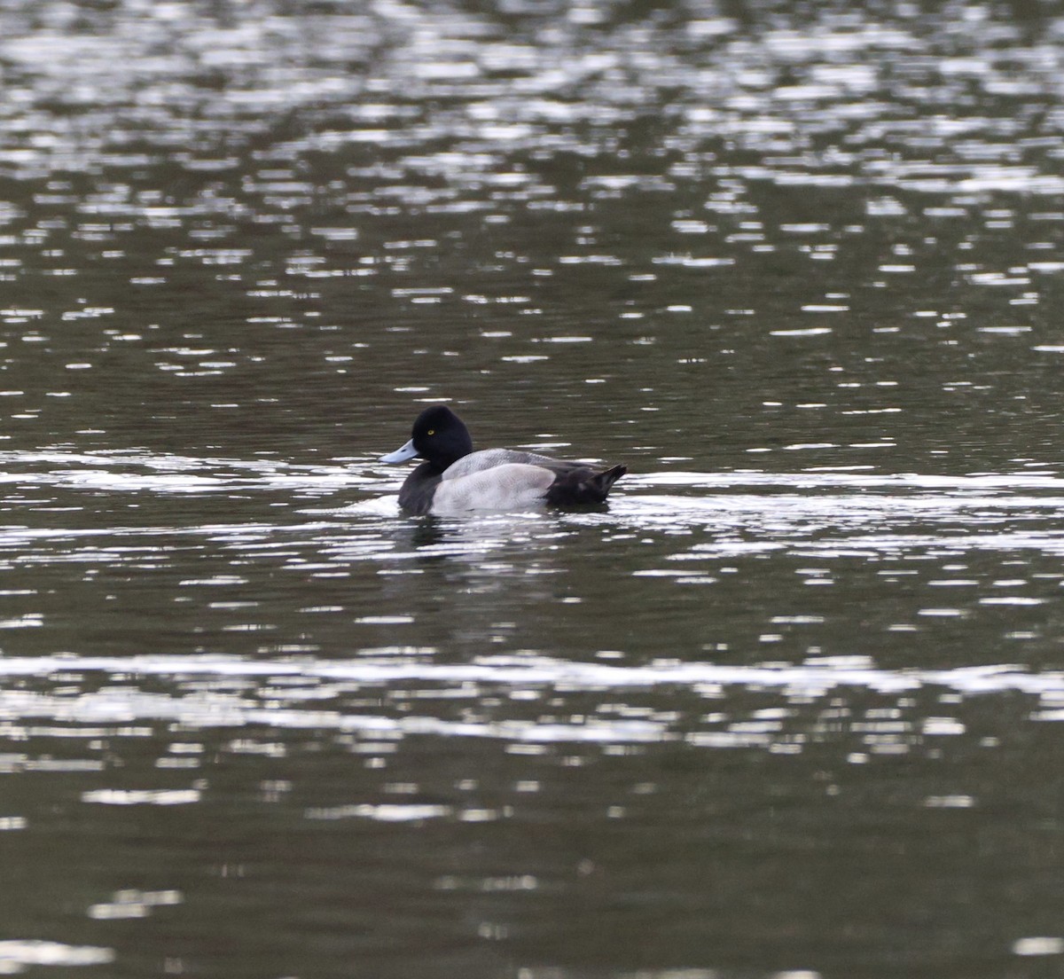 コスズガモ - ML646361666