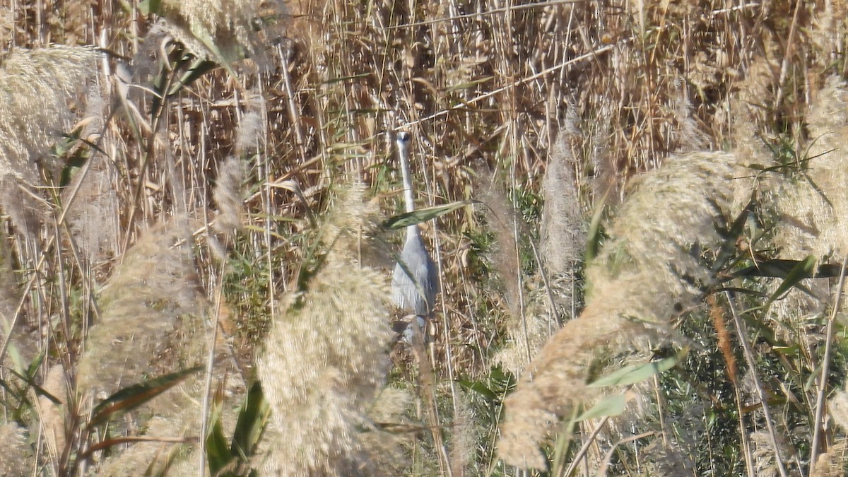 アオサギ - ML646361667