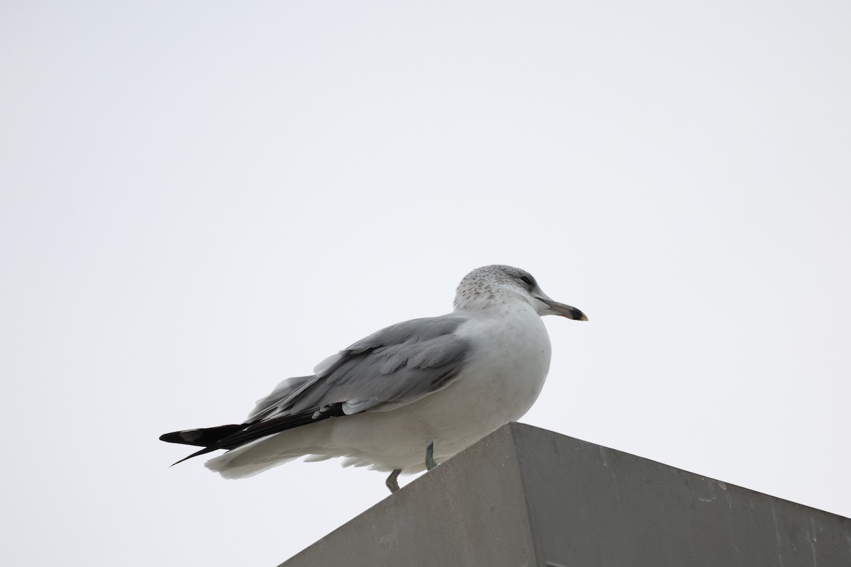 クロワカモメ - ML646361668