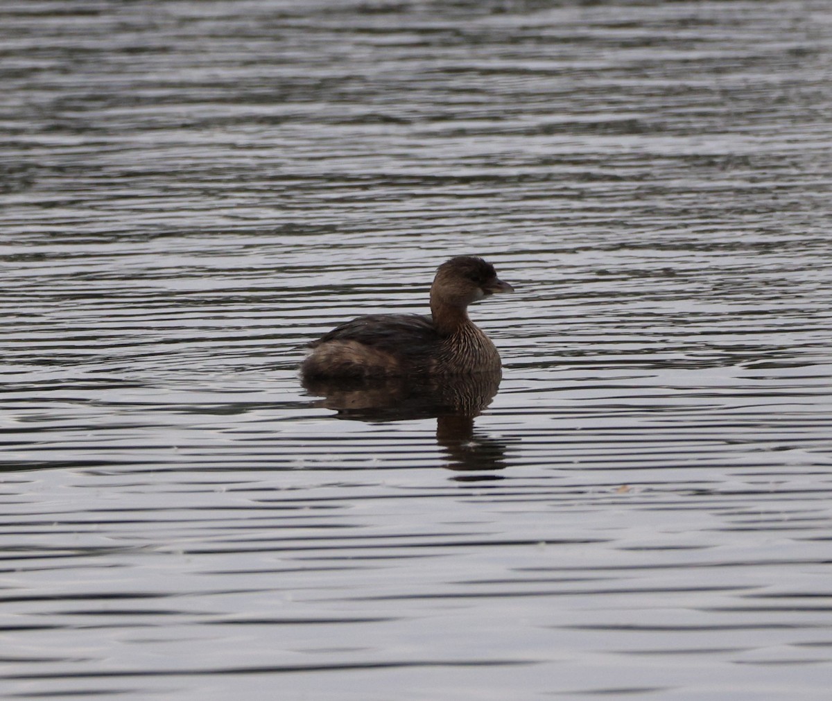 Pied-billed Grebe - ML646361670
