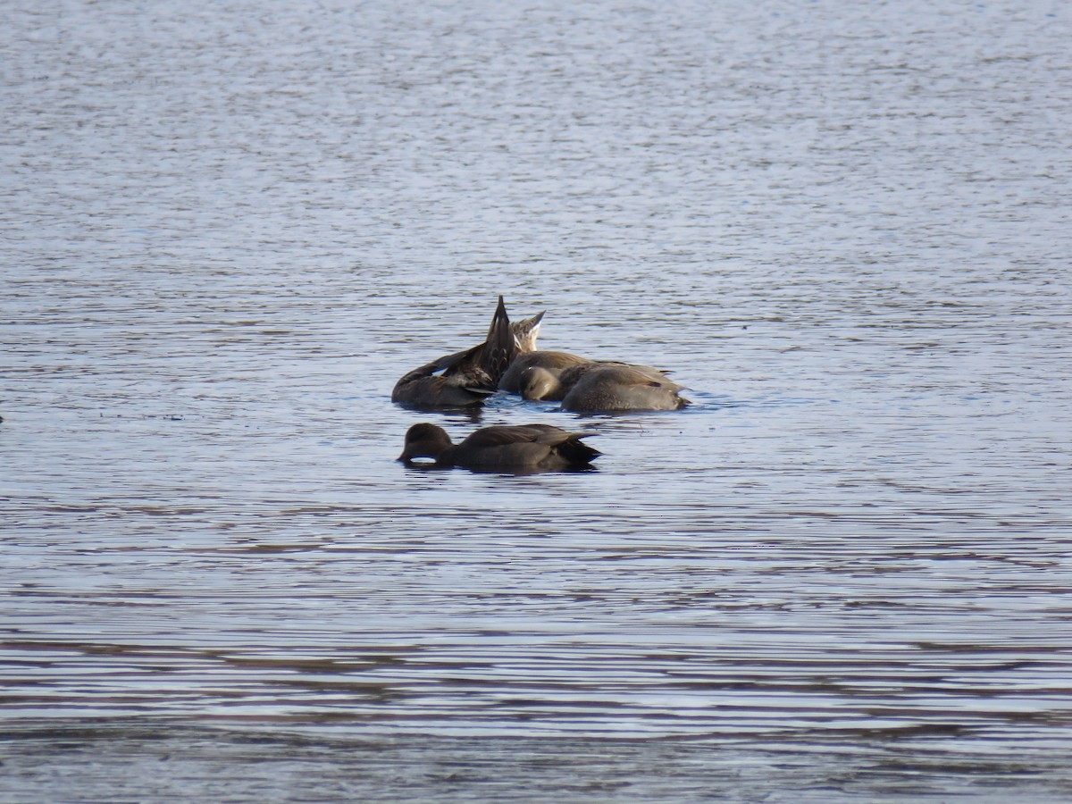 オカヨシガモ - ML646361684