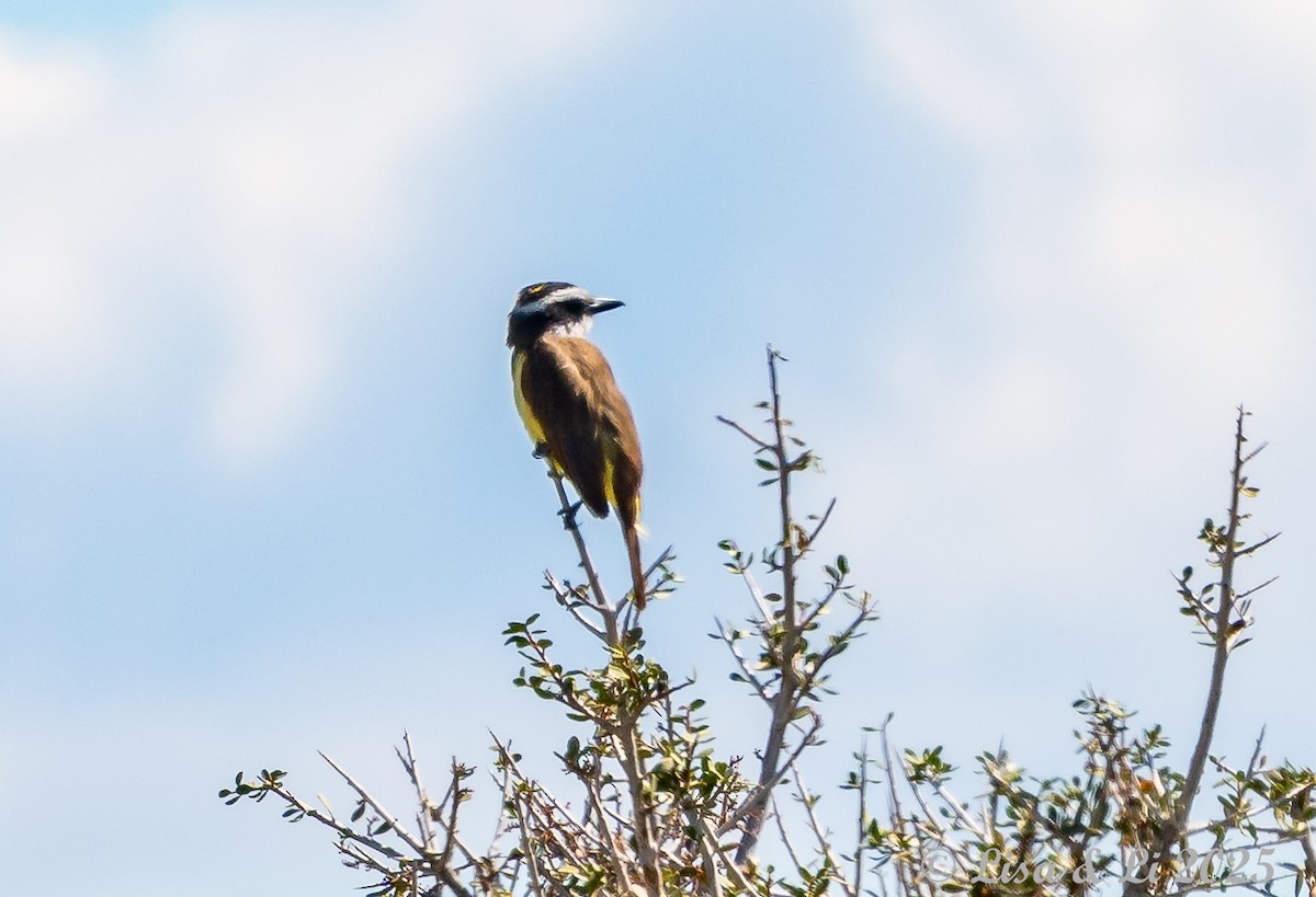 Great Kiskadee - ML646361686