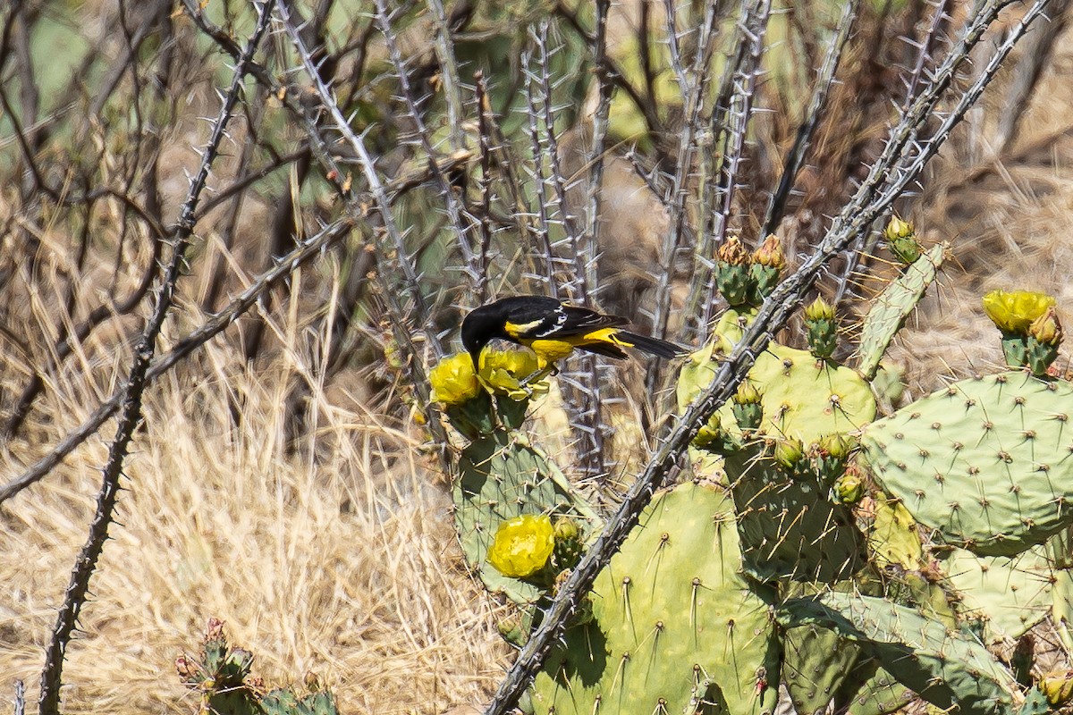 Scott's Oriole - ML646361697
